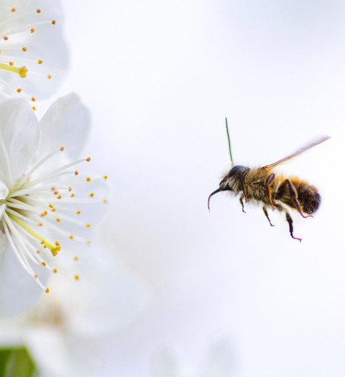 abeille approchant une fleur, l'abeille travailleuse symbole du monde professionnel