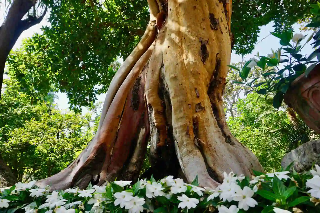 tronc massif de ficus avec fleurs au pied de l'arbre