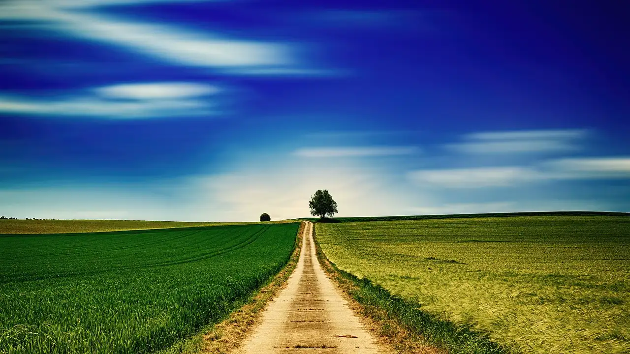 chemin vers arbre sous ciel bleu